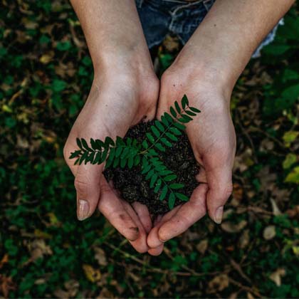 A person holding a plant in their hands